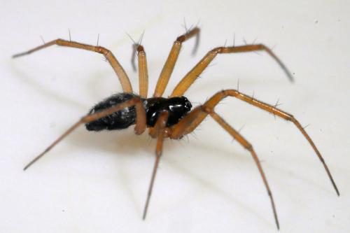 Réf. 275 864 : Tenuiphantes sp.